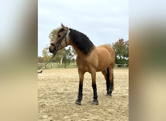 Koń hiszpański sport, Wałach, 14 lat, 152 cm, Bułana