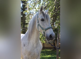 Koń hiszpański sport, Wałach, 14 lat, 155 cm, Siwa