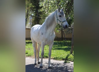 Koń hiszpański sport, Wałach, 14 lat, 155 cm, Siwa