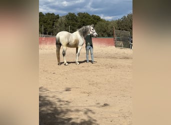 Koń hiszpański sport, Wałach, 15 lat, 165 cm, Siwa