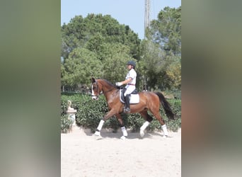 Koń hiszpański sport, Wałach, 18 lat, 165 cm, Gniada