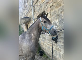 Koń hiszpański sport, Wałach, 3 lat, 161 cm, Kara