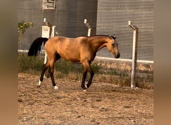 Koń hiszpański sport, Wałach, 3 lat, 162 cm, Bułana