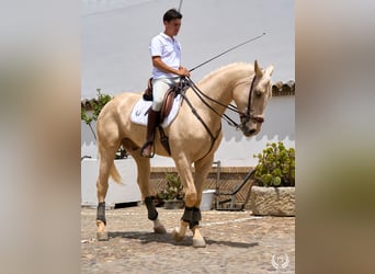 Koń hiszpański sport, Wałach, 3 lat, 169 cm, Izabelowata