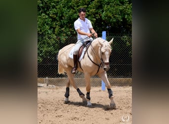 Koń hiszpański sport, Wałach, 3 lat, 169 cm, Izabelowata