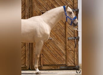 Koń hiszpański sport, Wałach, 3 lat, 169 cm, Izabelowata