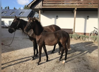 Koń hiszpański sport, Wałach, 4 lat, 160 cm, Ciemnogniada