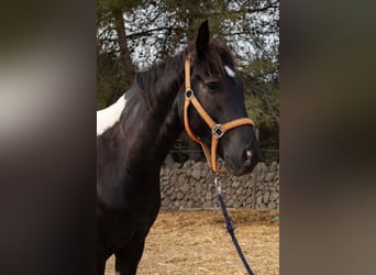 Koń hiszpański sport, Wałach, 4 lat, 160 cm, Tovero wszelkich maści