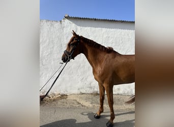 Koń hiszpański sport Mix, Wałach, 4 lat, 163 cm, Kasztanowata