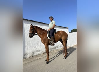 Koń hiszpański sport Mix, Wałach, 4 lat, 163 cm, Kasztanowata
