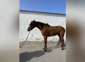 Koń hiszpański sport Mix, Wałach, 4 lat, 163 cm, Kasztanowata