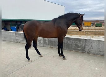 Koń hiszpański sport, Wałach, 4 lat, 165 cm, Gniada