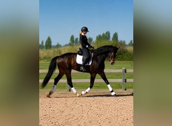 Koń hiszpański sport, Wałach, 4 lat, 170 cm, Ciemnogniada