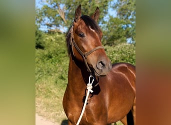 Koń hiszpański sport, Wałach, 5 lat, 156 cm, Gniada