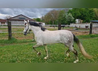 Koń hiszpański sport, Wałach, 5 lat, 156 cm, Siwa