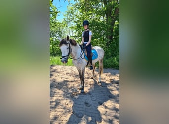 Koń hiszpański sport, Wałach, 5 lat, 156 cm, Siwa