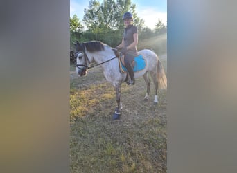 Koń hiszpański sport, Wałach, 5 lat, 156 cm, Siwa