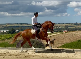 Koń hiszpański sport, Wałach, 5 lat, 169 cm, Kasztanowata