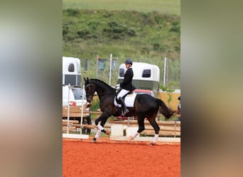 Koń hiszpański sport, Wałach, 5 lat, 175 cm, Kara