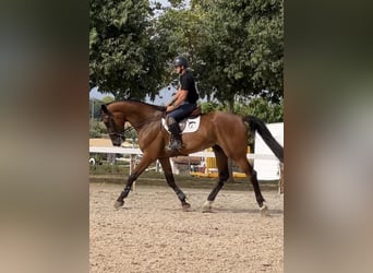 Koń hiszpański sport, Wałach, 5 lat, 180 cm, Gniada