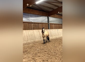 Koń hiszpański sport, Wałach, 6 lat, 148 cm, Jelenia