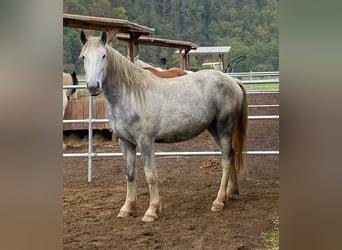 Koń hiszpański sport Mix, Wałach, 6 lat, 157 cm, Siwa