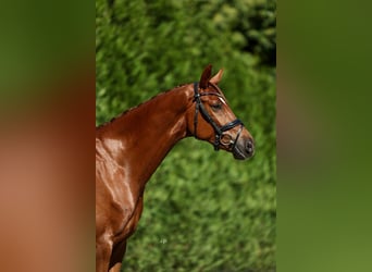 Koń hiszpański sport, Wałach, 6 lat, 159 cm, Kasztanowata