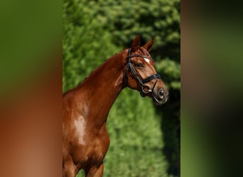 Koń hiszpański sport, Wałach, 6 lat, 159 cm, Kasztanowata