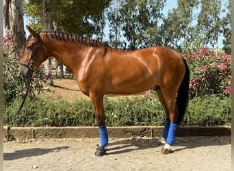 Koń hiszpański sport Mix, Wałach, 6 lat, 163 cm, Gniada