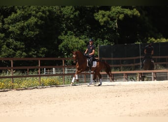 Koń hiszpański sport, Wałach, 6 lat, 165 cm, Kasztanowata