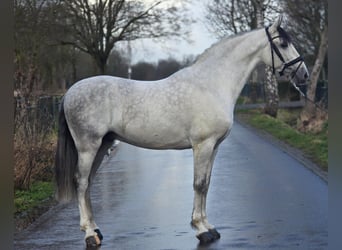 Koń hiszpański sport, Wałach, 6 lat, 168 cm, Siwa