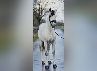 Koń hiszpański sport, Wałach, 6 lat, 168 cm, Siwa