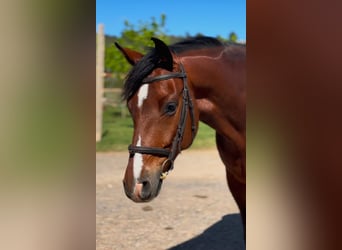 Koń hiszpański sport, Wałach, 6 lat, Gniada