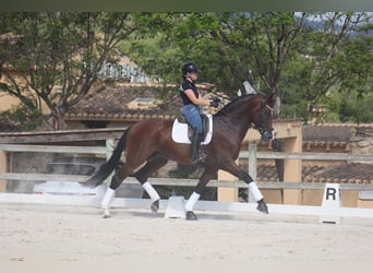 Koń hiszpański sport, Wałach, 7 lat, 170 cm, Ciemnogniada