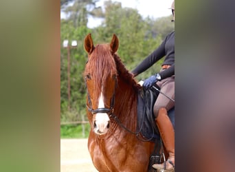 Koń hiszpański sport, Wałach, 7 lat, 173 cm, Ciemnokasztanowata