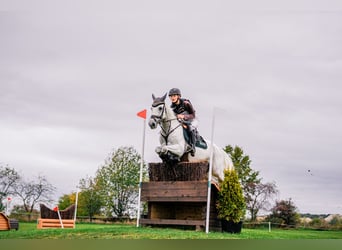 Koń hiszpański sport, Wałach, 8 lat, 148 cm, Siwa