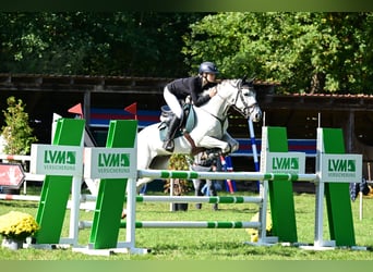 Koń hiszpański sport, Wałach, 8 lat, 148 cm, Siwa