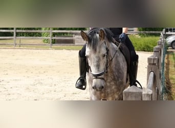 Koń hiszpański sport, Wałach, 8 lat, 166 cm, Stalowosiwy