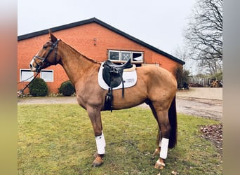 Koń hiszpański sport Mix, Wałach, 8 lat, 170 cm, Kasztanowata