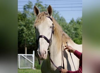 Koń hiszpański sport, Wałach, 9 lat, 170 cm, Cremello