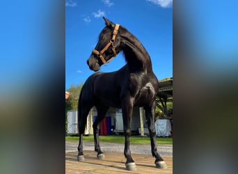 Koń hiszpański sport, Wałach, 10 lat, 154 cm, Ciemnogniada