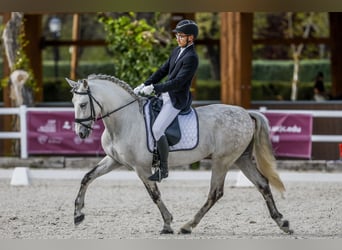 Koń hiszpański sport, Wałach, 10 lat, 164 cm, Siwa