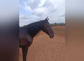 Koń hiszpański sport, Wałach, 11 lat, 162 cm, Kara