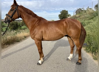 Koń hiszpański sport, Wałach, 11 lat, 170 cm, Kasztanowata
