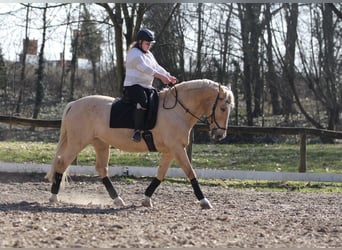 Koń hiszpański sport, Wałach, 12 lat, 158 cm, Izabelowata