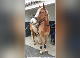 Koń hiszpański sport, Wałach, 12 lat, 163 cm, Jasnogniada