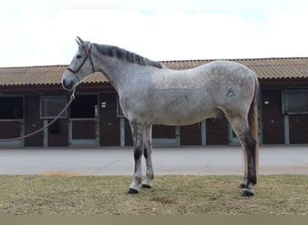 Koń hiszpański sport, Wałach, 12 lat, 167 cm, Siwa