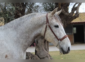 Koń hiszpański sport, Wałach, 12 lat, 167 cm, Siwa