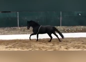 Koń hiszpański sport, Wałach, 12 lat, 172 cm, Kara