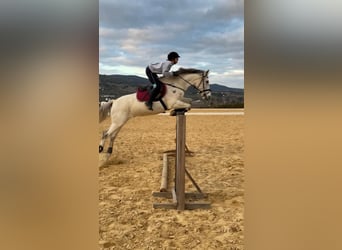 Koń hiszpański sport, Wałach, 14 lat, 163 cm, Siwa